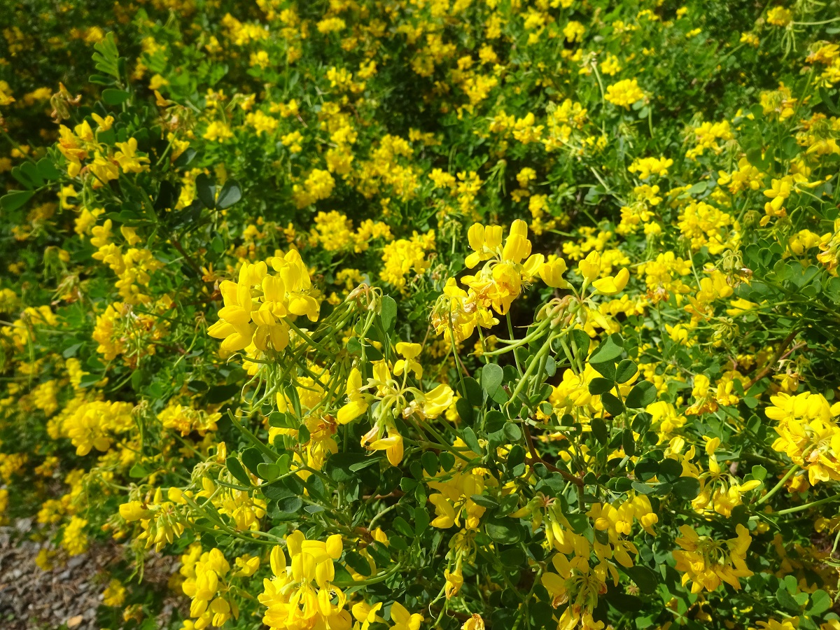 Coronilla glauca (Fabaceae)